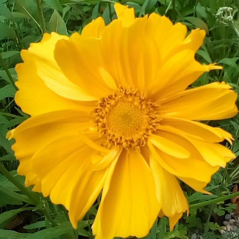 Meet your Posher, Kitkat